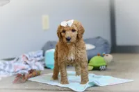 Nala AKC, a female Poodle - Standard  for sale in Millersburg, OH – Photo 2 of 9