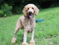 Nala AKC, a female Poodle - Standard  for sale in Millersburg, OH – Photo 9 of 9