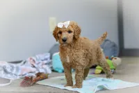 Nala AKC, a female Poodle - Standard  for sale in Millersburg, OH – Photo 3 of 9