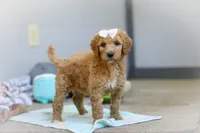 Nala AKC, a female Poodle - Standard  for sale in Millersburg, OH – Photo 1 of 9