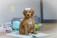 Nala AKC, a female Poodle - Standard  for sale in Millersburg, OH – Photo 4 of 9