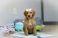 Nala AKC, a female Poodle - Standard  for sale in Millersburg, OH – Photo 7 of 9