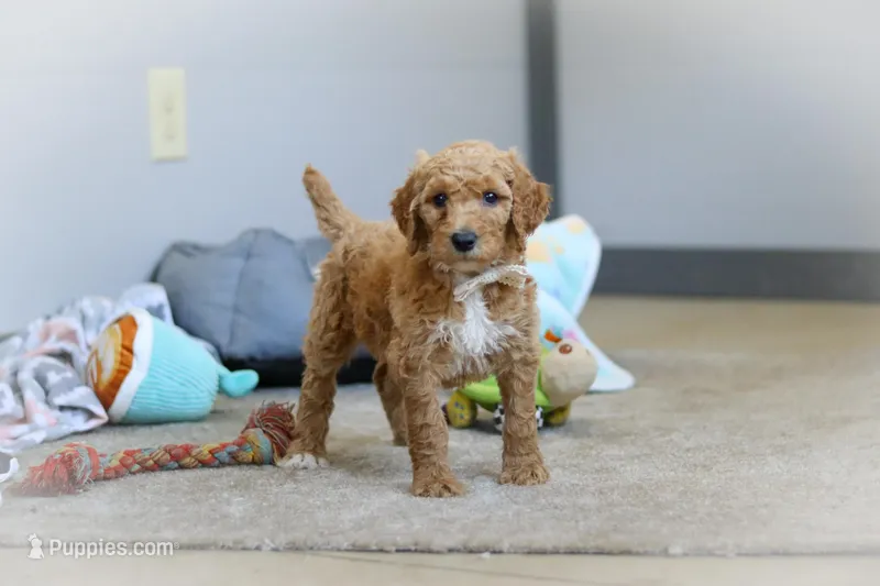 Zoey AKC – Poodle - Standard  puppy for sale in Millersburg, OH