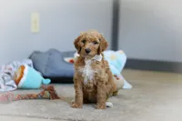 Zoey AKC, a female Poodle - Standard  for sale in Millersburg, OH – Photo 3 of 7