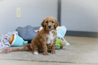 Zoey AKC, a female Poodle - Standard  for sale in Millersburg, OH – Photo 2 of 7