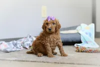 Hazel AKC, a female Poodle - Standard  for sale in Millersburg, OH – Photo 4 of 7