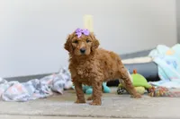 Hazel AKC, a female Poodle - Standard  for sale in Millersburg, OH – Photo 1 of 7