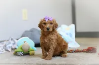 Hazel AKC, a female Poodle - Standard  for sale in Millersburg, OH – Photo 2 of 7