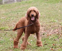 Teddy F1b, a male Goldendoodle for sale in Millersburg, OH – Photo 7 of 8