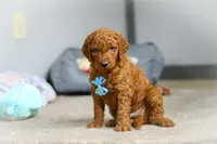 Teddy F1b, a male Goldendoodle for sale in Millersburg, OH – Photo 3 of 8
