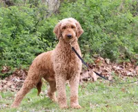Teddy F1b, a male Goldendoodle for sale in Millersburg, OH – Photo 8 of 8