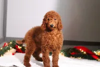 processed/f8457ff2-57ff-42bb-8b09-390423a9708f/listing/8f59cbee-cfc7-4c68-aeac-055ee6b4416c/898a83f2-80da-49b3-9b4a-41f3dc62429e