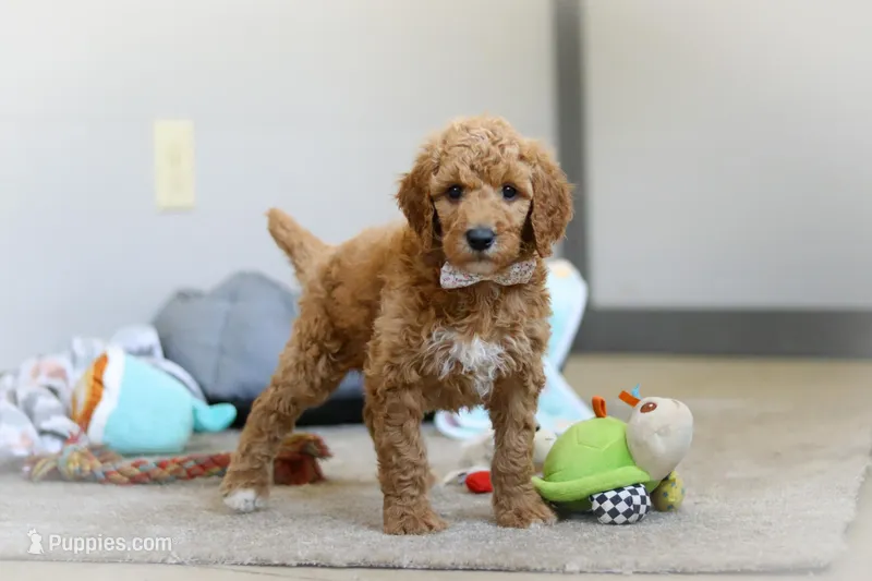 Josie AKC – Poodle - Standard  puppy for sale in Millersburg, OH