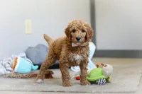 Josie AKC, a female Poodle - Standard  for sale in Millersburg, OH – Photo 1 of 9