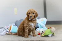 Josie AKC, a female Poodle - Standard  for sale in Millersburg, OH – Photo 5 of 9