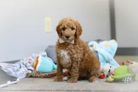 Josie AKC, a female Poodle - Standard  for sale in Millersburg, OH – Photo 4 of 9