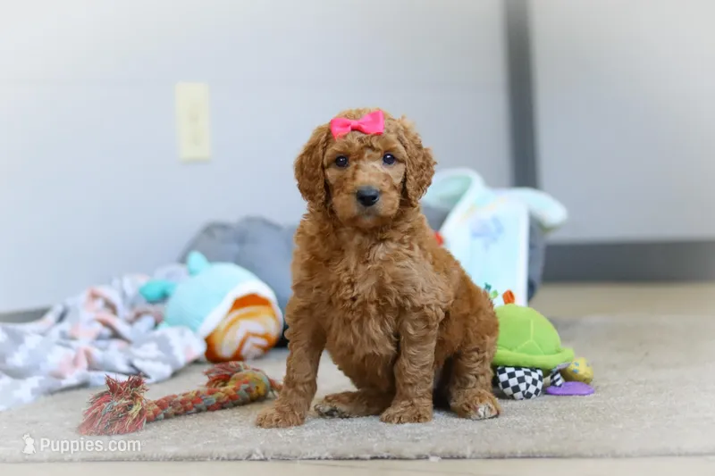 Millie – Poodle - Standard  puppy for sale in Millersburg, OH