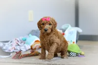 Millie, a female Poodle - Standard  for sale in Millersburg, OH – Photo 4 of 7