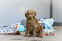 Bruno AKC, a male Poodle - Standard  for sale in Millersburg, OH – Photo 1 of 8