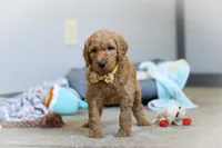 Bruno AKC, a male Poodle - Standard  for sale in Millersburg, OH – Photo 2 of 8