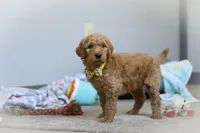 Bruno AKC, a male Poodle - Standard  for sale in Millersburg, OH – Photo 4 of 8