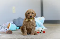 Bruno AKC, a male Poodle - Standard  for sale in Millersburg, OH – Photo 6 of 8