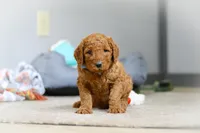 Bentley F1b, a male Goldendoodle for sale in Millersburg, OH – Photo 6 of 8