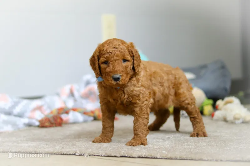 Bentley F1b – Goldendoodle puppy for sale in Millersburg, OH