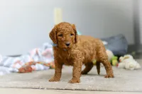 Bentley F1b, a male Goldendoodle for sale in Millersburg, OH – Photo 3 of 8