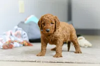 Bentley F1b, a male Goldendoodle for sale in Millersburg, OH – Photo 2 of 8