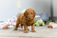 Bentley F1b, a male Goldendoodle for sale in Millersburg, OH – Photo 4 of 8