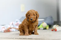 Bentley F1b, a male Goldendoodle for sale in Millersburg, OH – Photo 5 of 8