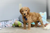 Dexter AKC, a male Poodle - Standard  for sale in Millersburg, OH – Photo 3 of 7