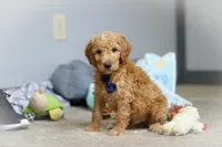 Dexter AKC, a male Poodle - Standard  for sale in Millersburg, OH – Photo 2 of 7