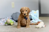 Dexter AKC, a male Poodle - Standard  for sale in Millersburg, OH – Photo 5 of 7