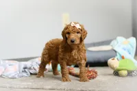 Nova AKC, a female Poodle - Standard  for sale in Millersburg, OH – Photo 3 of 8