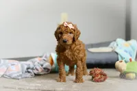 Nova AKC, a female Poodle - Standard  for sale in Millersburg, OH – Photo 2 of 8