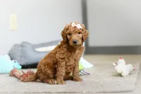 Nova AKC, a female Poodle - Standard  for sale in Millersburg, OH – Photo 4 of 8