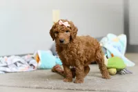 Nova AKC, a female Poodle - Standard  for sale in Millersburg, OH – Photo 6 of 8