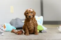 Nova AKC, a female Poodle - Standard  for sale in Millersburg, OH – Photo 5 of 8