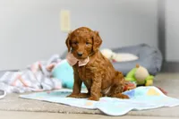 Lulu F1b, a female Goldendoodle for sale in Millersburg, OH – Photo 5 of 9