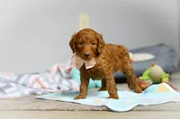 Lulu F1b, a female Goldendoodle for sale in Millersburg, OH – Photo 6 of 9