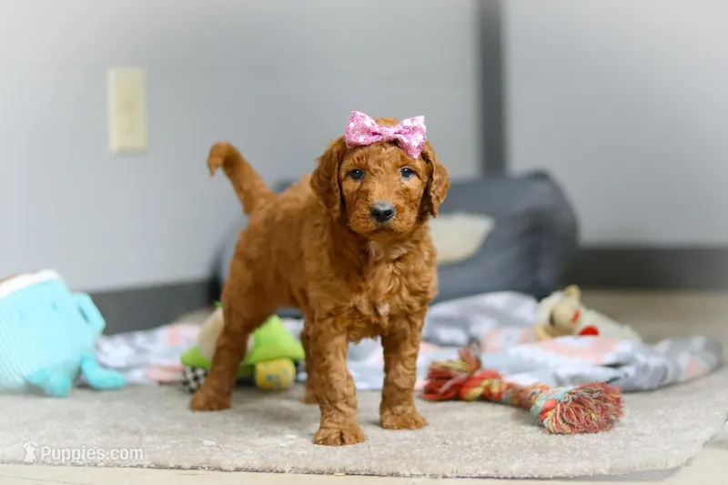 Maple F1b – Goldendoodle puppy for sale in Millersburg, OH
