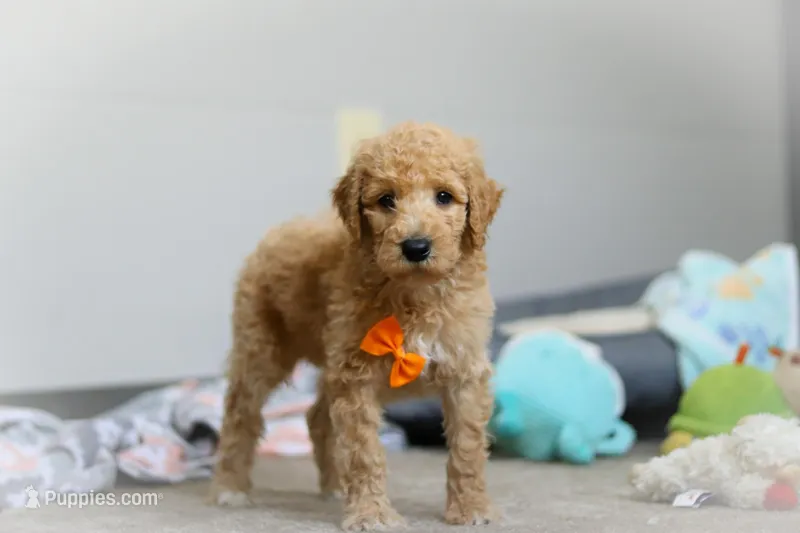 Gus AKC – Poodle - Standard  puppy for sale in Millersburg, OH
