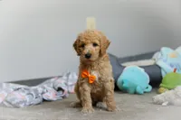 Gus AKC, a male Poodle - Standard  for sale in Millersburg, OH – Photo 5 of 7