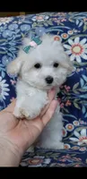 Nikita, a male Maltipoo for sale in Crestview, FL – 4 of 9