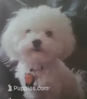 Miko – Maltipoo, Maltese puppy for sale in Crestview, FL