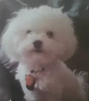 Miko, a male Maltipoo and Maltese for sale in Crestview, FL – 1 of 1