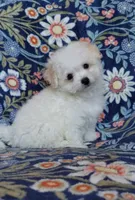 Simon, a male Maltipoo for sale in Crestview, FL – 2 of 9