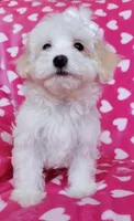 Daisy, a female Maltipoo for sale in Crestview, FL – 3 of 10